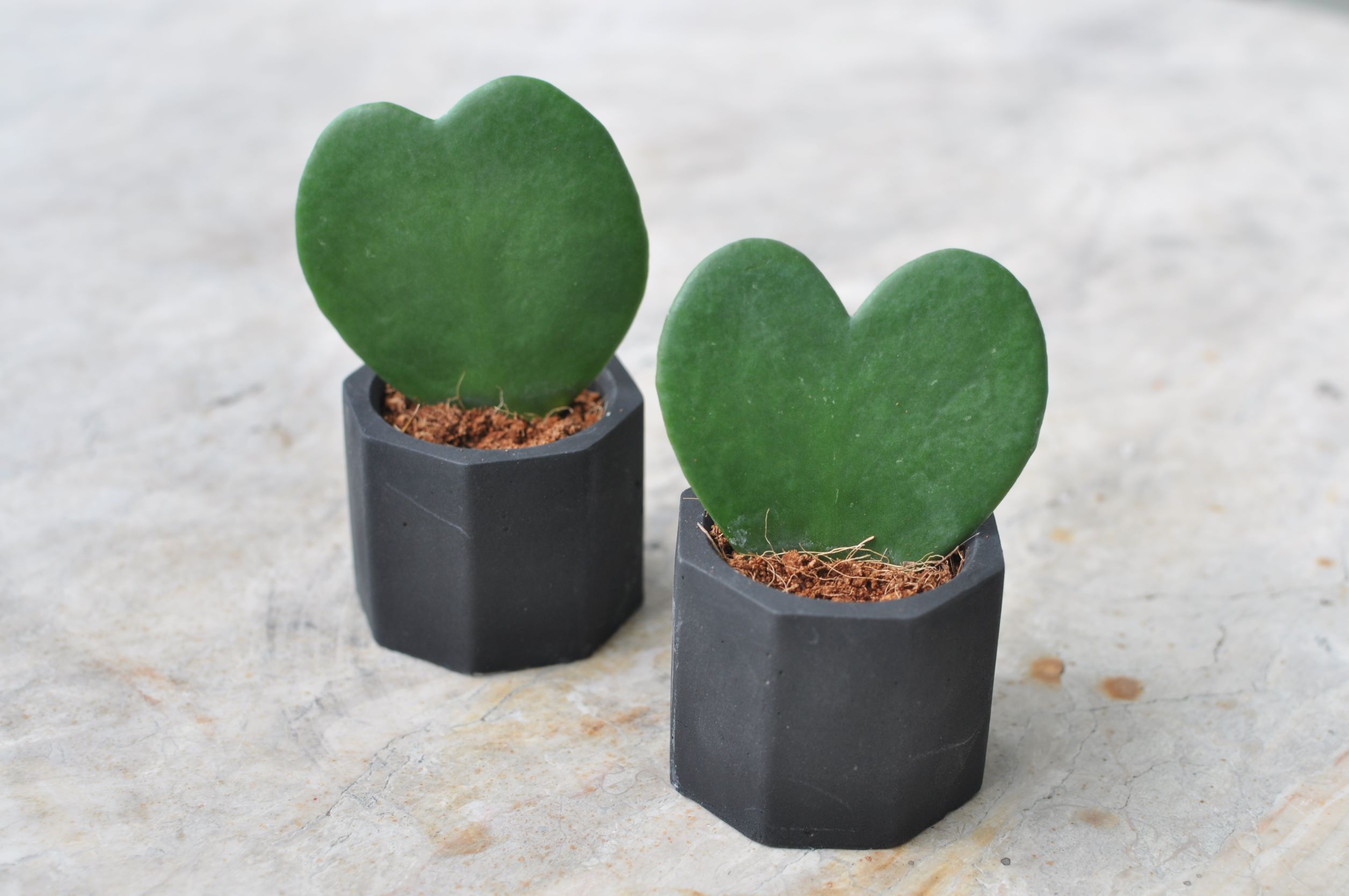 Hoya kerrii, suculenta în formă de inimă