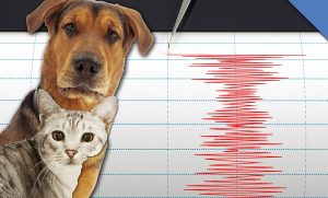 pot animalele prezice cutremurele