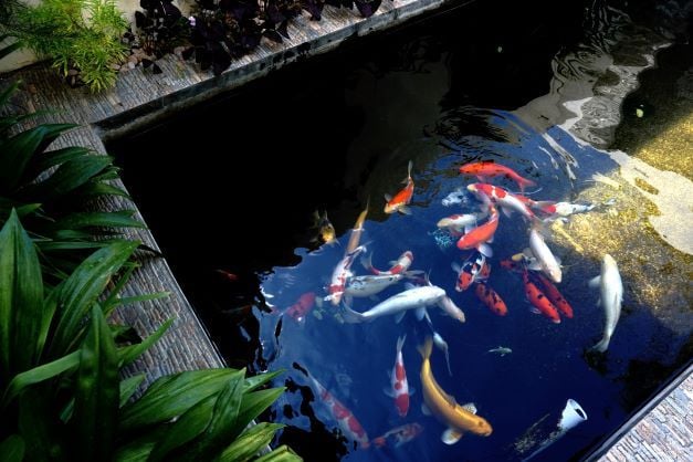 Pește în iaz de grădină