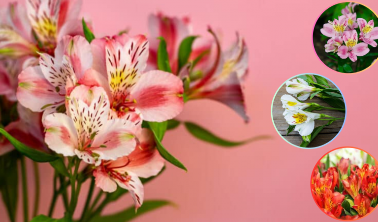 Totul despre Alstroemeria (crinul peruan) și florile sale fantastice asemănătoare crinului