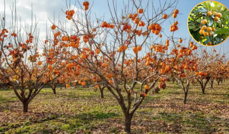 Cei mai rezistenti pomi fructiferi la frig, dăunători și boli