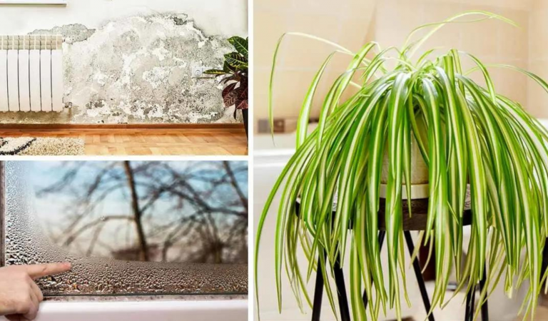 5 plante de apartament care elimină mucegaiul și condensul din casă