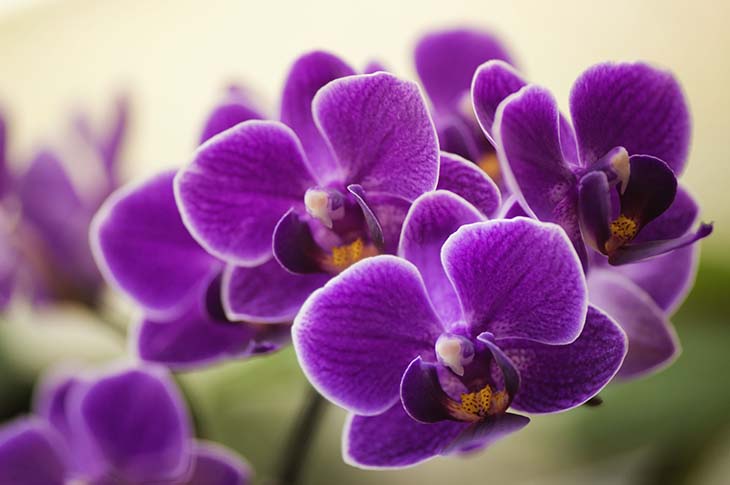 Orhideele sunt plante depoluante frumoase