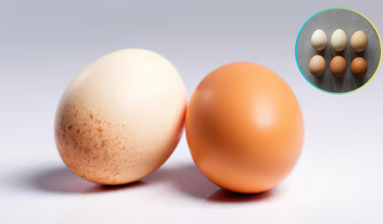Ou alb vs. Ouă maro: ghid practic cu tot ce trebuie să știți despre oul de gaina